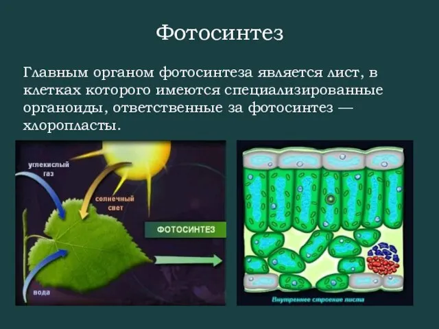 Главным органом фотосинтеза является лист, в клетках которого имеются специализированные органоиды, ответственные