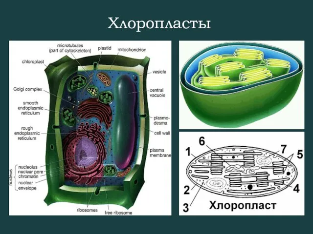 Хлоропласты