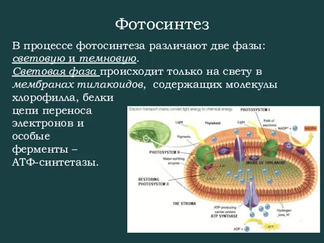 В процессе фотосинтеза различают две фазы: световую и темновую. Световая фаза происходит