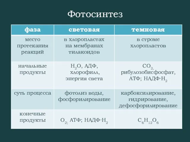 Фотосинтез