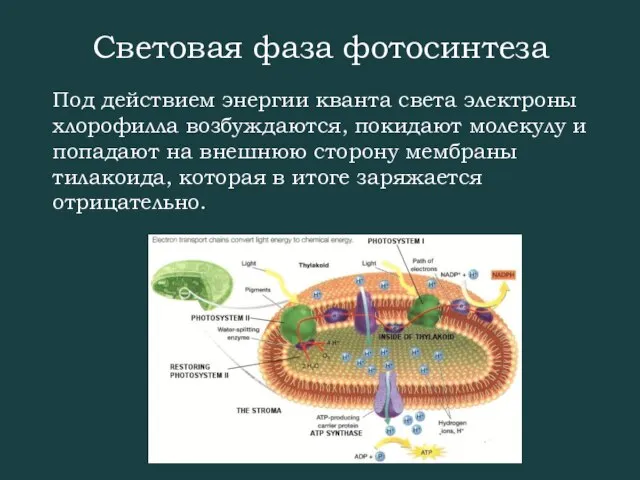 Световая фаза фотосинтеза Под действием энергии кванта света электроны хлорофилла возбуждаются, покидают