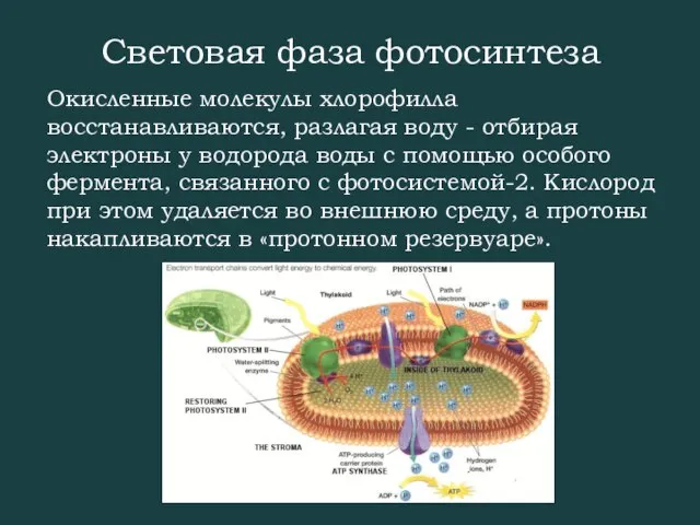 Световая фаза фотосинтеза Окисленные молекулы хлорофилла восстанавливаются, разлагая воду - отбирая электроны