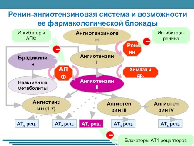 Ренин-ангиотензиновая система и возможности ее фармакологической блокады Ангиотензиноген Ангиотензин I Ангиотензин II