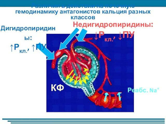 КФ Реабс. Na+ Недигидропиридины: ↓Ркл., ↓ПУ Дигидропиридины: ↑Ркл., ↑ПУ Различия в действии