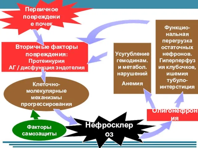 Первичное повреждение почек Нефросклероз Клеточно-молекулярные механизмы прогрессирования Олигонефрония Усугубление гемодинам. и метабол.