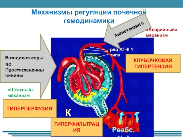 Механизмы регуляции почечной гемодинамики ГИПЕРПЕРФУЗИЯ КЛУБОЧКОВАЯ ГИПЕРТЕНЗИЯ ГИПЕРФИЛЬТРАЦИЯ