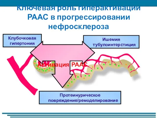 Ключевая роль гиперактивации РААС в прогрессировании нефросклероза Ишемия тубулоинтерстиция Клубочковая гипертония Протеинурическое повреждение/ремоделирование Активация РААС