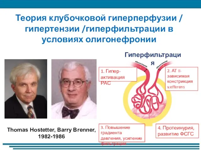 Теория клубочковой гиперперфузии / гипертензии /гиперфильтрации в условиях олигонефронии Thomas Hostetter, Barry Brenner, 1982-1986