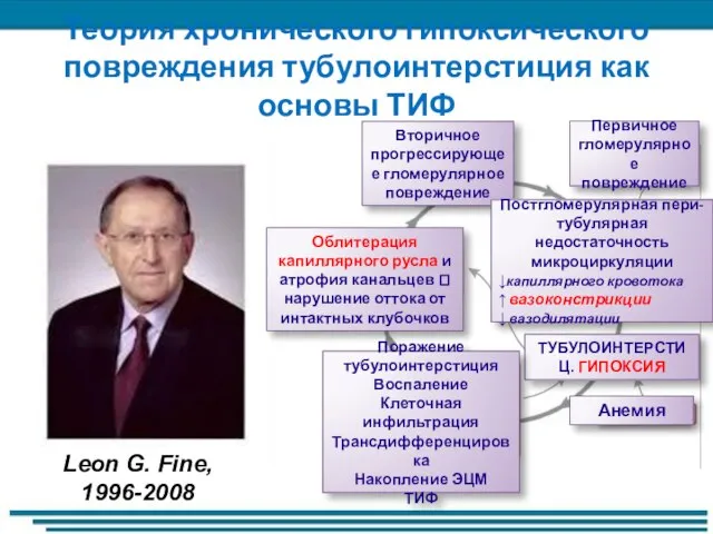 Теория хронического гипоксического повреждения тубулоинтерстиция как основы ТИФ Leon G. Fine, 1996-2008