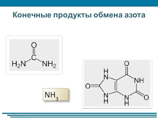 Конечные продукты обмена азота NH3