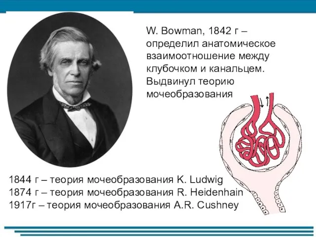 W. Bowman, 1842 г – определил анатомическое взаимоотношение между клубочком и канальцем.