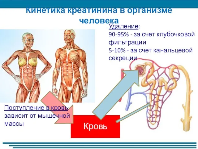 Кинетика креатинина в организме человека Кровь Поступление в кровь: зависит от мышечной