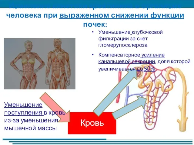 Изменение кинетики креатинина в организме человека при выраженном снижении функции почек: Кровь