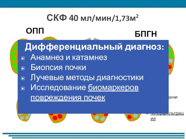 повреждение склероз гиперфильтрация ОПП ИБП БПГН ХБП С3б СКФ 40 мл/мин/1,73м2 Дифференциальный