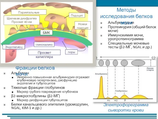 Электрофореграмма сыворотки крови