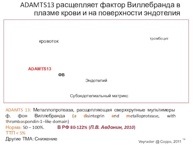 Veyradier @ Coppo, 2011 кровоток тромбоцит ADAMTS13 ФВ ADAMTS13 расщепляет фактор Виллебранда