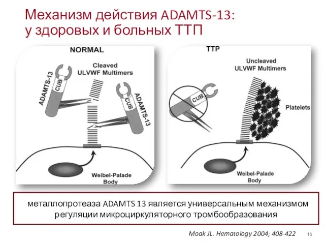 Механизм действия ADAMTS-13: у здоровых и больных ТТП Moak JL. Hematology 2004;