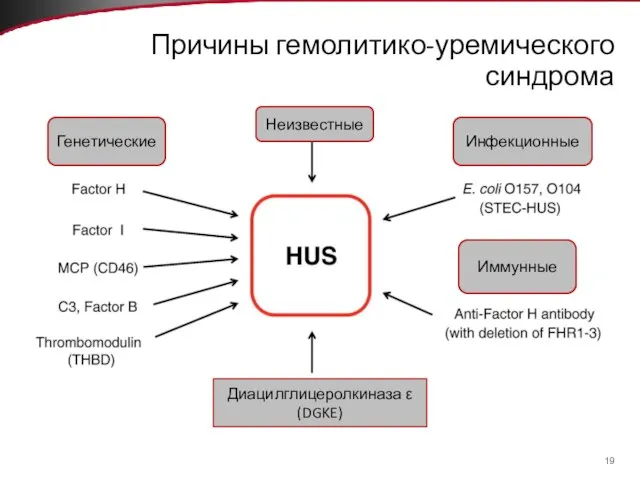 Причины гемолитико-уремического синдрома Генетические Неизвестные Инфекционные Иммунные Диацилглицеролкиназа ε (DGKE)