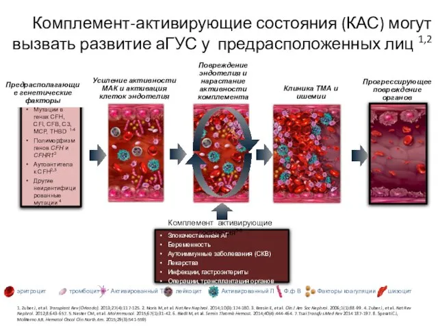 Комплемент-активирующие состояния (КАС) могут вызвать развитие аГУС у предрасположенных лиц 1,2 Мутации