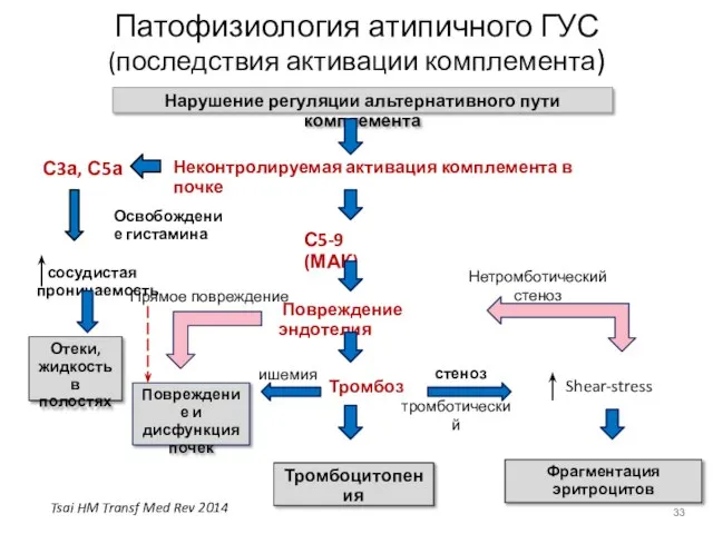 Патофизиология атипичного ГУС (последствия активации комплемента) Нарушение регуляции альтернативного пути комплемента Неконтролируемая