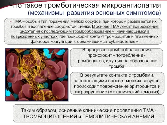 Что такое тромботическая микроангиопатия (механизмы развития основных симптомов) ТМА – особый тип