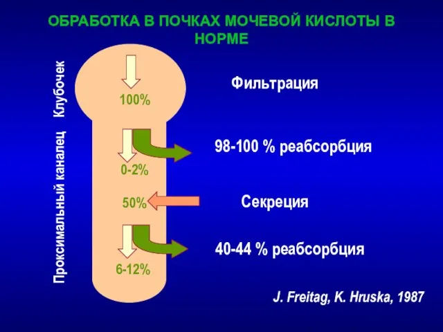 ОБРАБОТКА В ПОЧКАХ МОЧЕВОЙ КИСЛОТЫ В НОРМЕ J. Freitag, K. Hruska, 1987