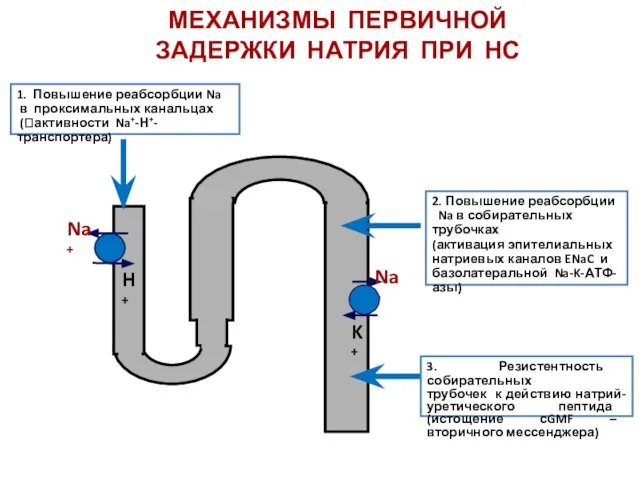 2. Повышение реабсорбции Na в собирательных трубочках (активация эпителиальных натриевых каналов ENaC