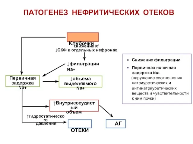 ПАТОГЕНЕЗ НЕФРИТИЧЕСКИХ ОТЕКОВ Снижение фильтрации Первичная почечная задержка Na+ (нарушение соотношения натриуретических