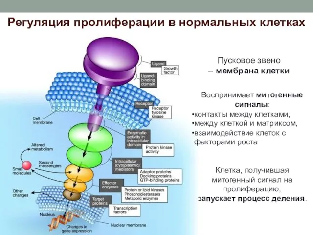Пусковое звено – мембрана клетки Воспринимает митогенные сигналы: контакты между клетками, между