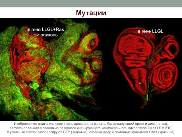 Мутации Изображение: эпителиальная ткань дрозофилы (крыло, балансирующий орган и диск лапки), зафиксированная