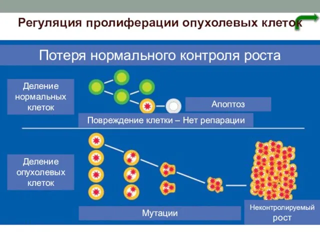 Регуляция пролиферации опухолевых клеток Потеря нормального контроля роста Деление нормальных клеток Деление
