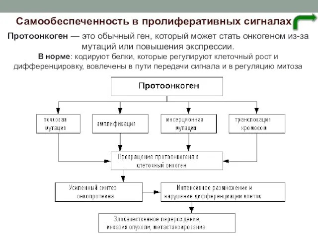 Самообеспеченность в пролиферативных сигналах Протоонкоген — это обычный ген, который может стать