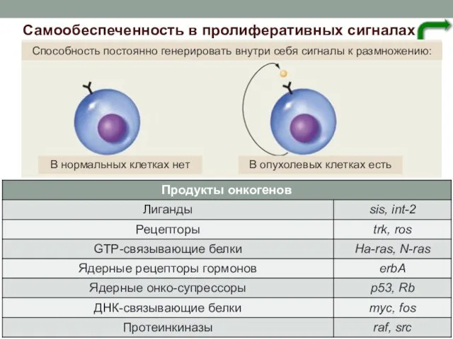 Самообеспеченность в пролиферативных сигналах Способность постоянно генерировать внутри себя сигналы к размножению: