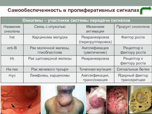 Самообеспеченность в пролиферативных сигналах