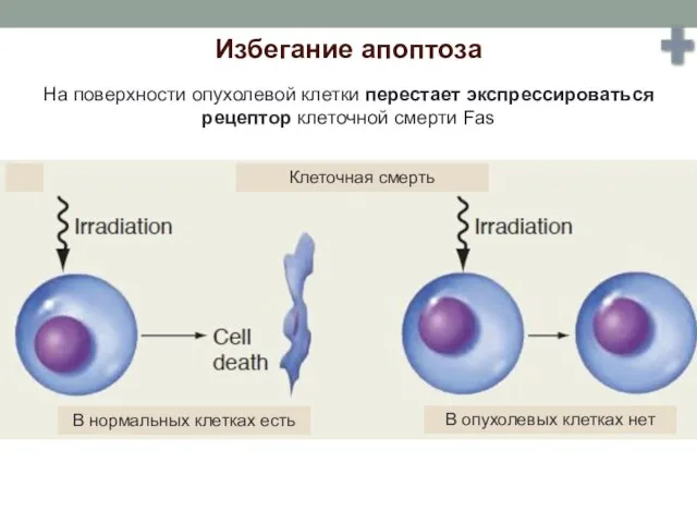 Избегание апоптоза В нормальных клетках есть В опухолевых клетках нет Клеточная смерть
