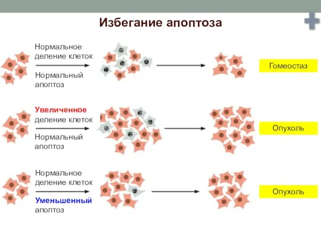 Избегание апоптоза Гомеостаз Опухоль Опухоль Нормальное деление клеток Нормальный апоптоз Нормальное деление