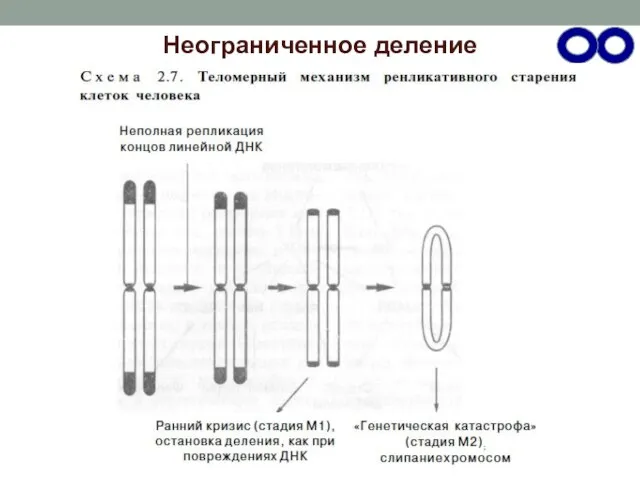 Неограниченное деление