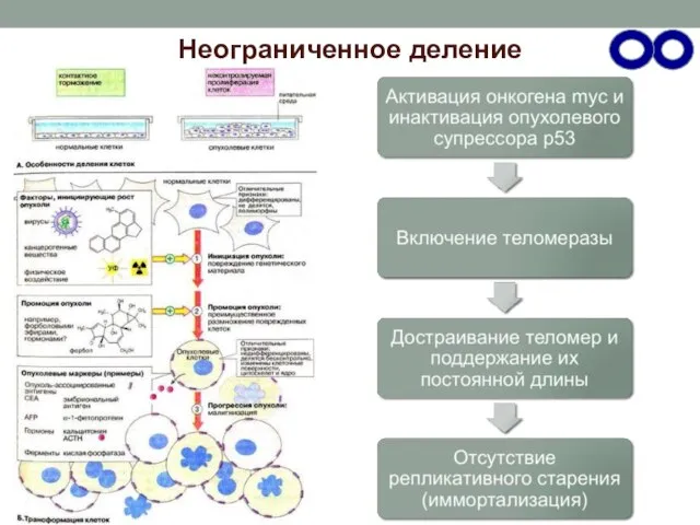 Неограниченное деление