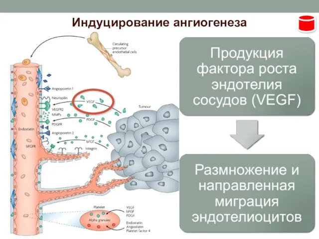 Индуцирование ангиогенеза