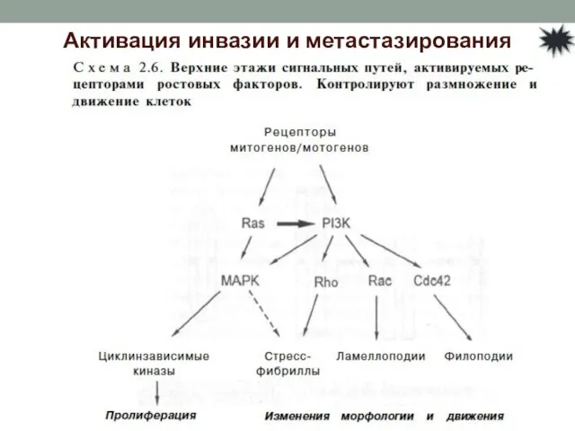 Активация инвазии и метастазирования