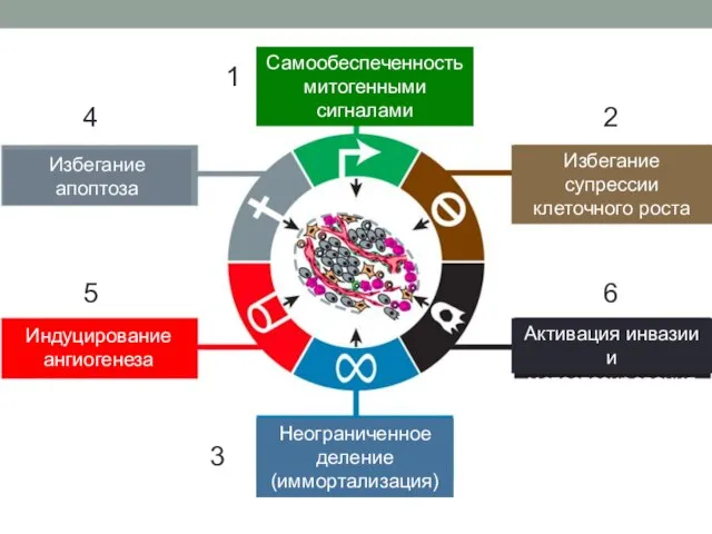 Самообеспеченность митогенными сигналами Избегание апоптоза Неограниченное деление (иммортализация) 1 2 6 4