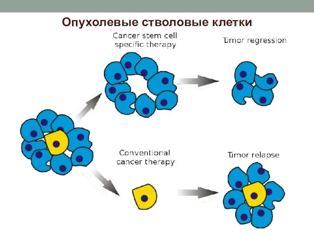 Опухолевые стволовые клетки