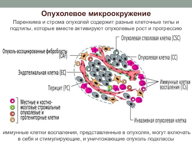 Опухолевое микроокружение Паренхима и строма опухолей содержит разные клеточные типы и подтипы,