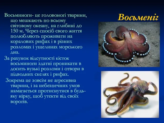 Восьменіг Восьминоги- це головоногі тварини, що мешкають по всьому світовому океану, на