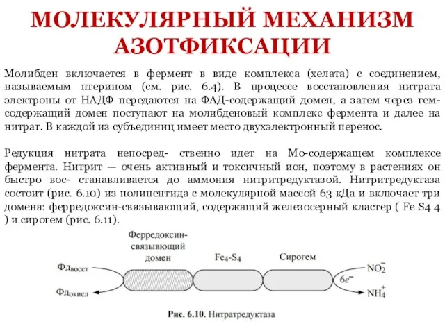 Молибден включается в фермент в виде комплекса (хелата) с соединением, называемым птерином