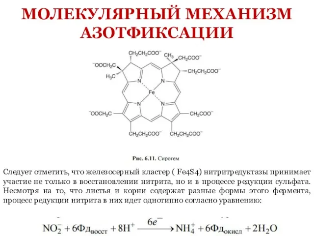 Следует отметить, что железосерный кластер ( Fe4S4) нитритредуктазы принимает участие не только