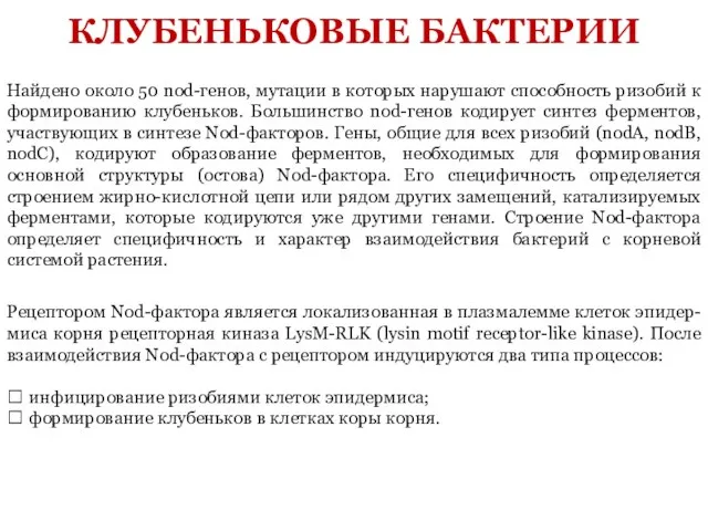 КЛУБЕНЬКОВЫЕ БАКТЕРИИ Найдено около 50 nod-генов, мутации в которых нарушают способность ризобий