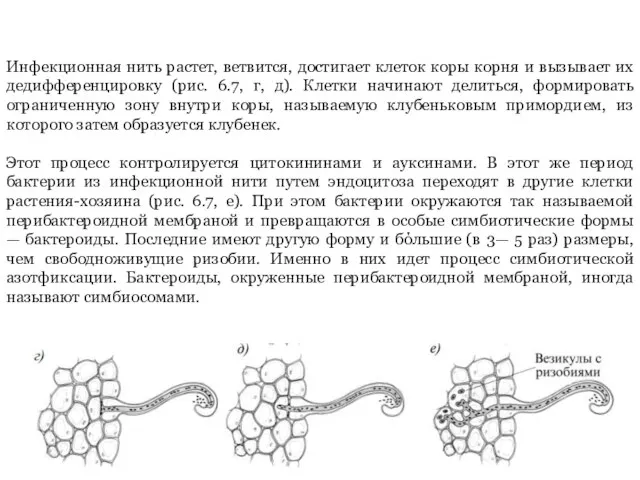 Инфекционная нить растет, ветвится, достигает клеток коры корня и вызывает их дедифференцировку