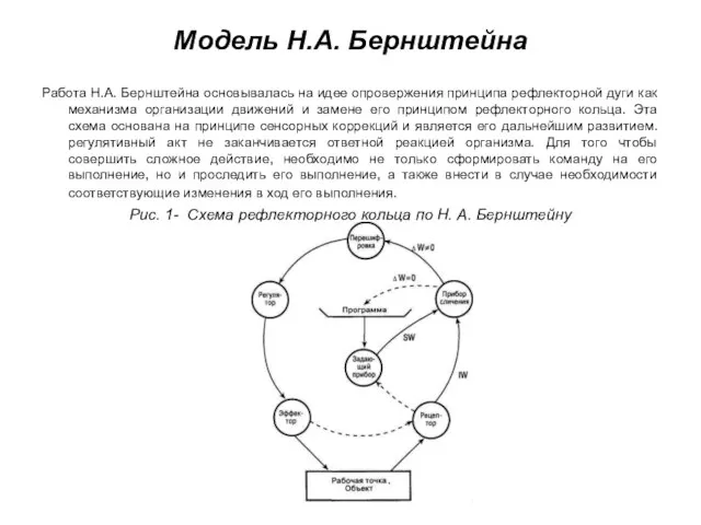 Модель Н.А. Бернштейна Работа Н.А. Бернштейна основывалась на идее опровержения принципа рефлекторной