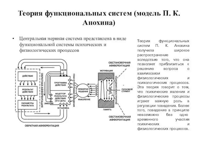 Теория функциональных систем (модель П. К. Анохина) Центральная нервная система представлена в